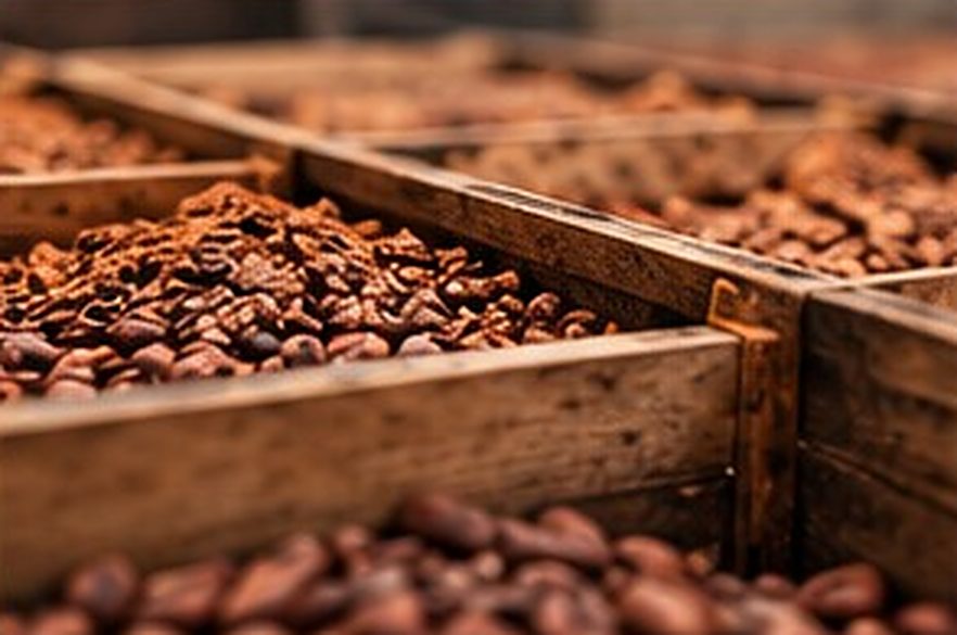 Hạt cacao lên men