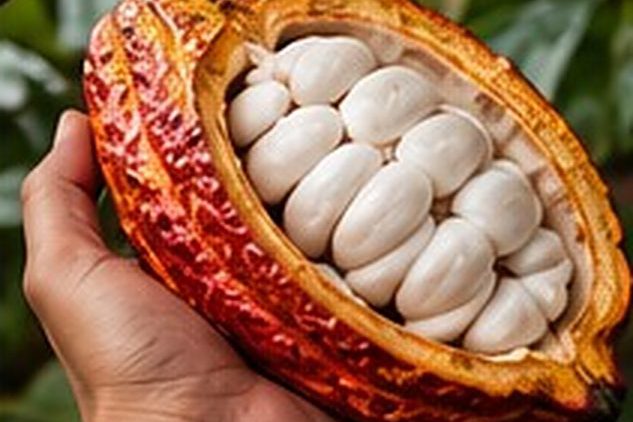 Quả cacao tươi bổ đôi